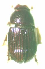 Agrilinus