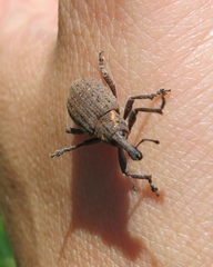 Lepyrus oregonus
