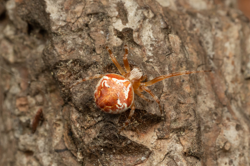 Evergreen Orbweaver