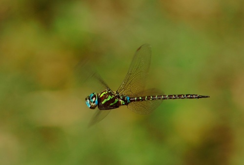 Turquoise-tipped Darner