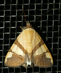 Eulepidotis julianata
