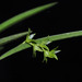 Acianthera hygrophila - Photo 由 Marcelo Leandro Brotto 所上傳的 (c) Marcelo Leandro Brotto，保留部份權利CC BY-NC-ND
