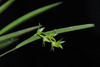 Acianthera hygrophila - Photo (c) Marcelo Leandro Brotto, some rights reserved (CC BY-NC-ND), uploaded by Marcelo Leandro Brotto