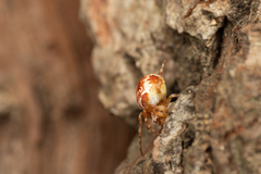 Araneus sturmi