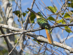 Galbula ruficauda