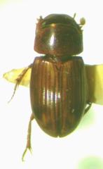 Gonaphodiellus opisthius