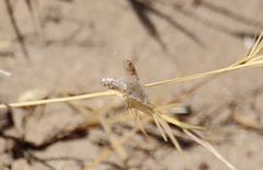 Hallidia plumipilosa