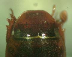 Gonaphodiellus opisthius