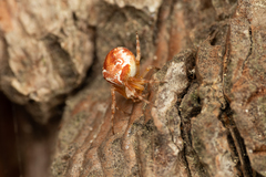 Araneus sturmi