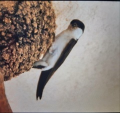 Delichon urbicum