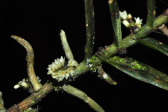 Campylocentrum aromaticum