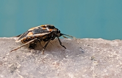 Bagrada hilaris