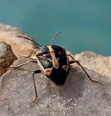 Bagrada hilaris