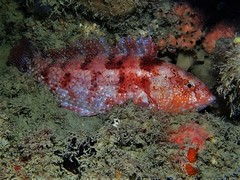 Notolabrus parilus
