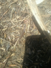 Batrachoseps major major