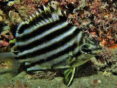 Stripey photo 3