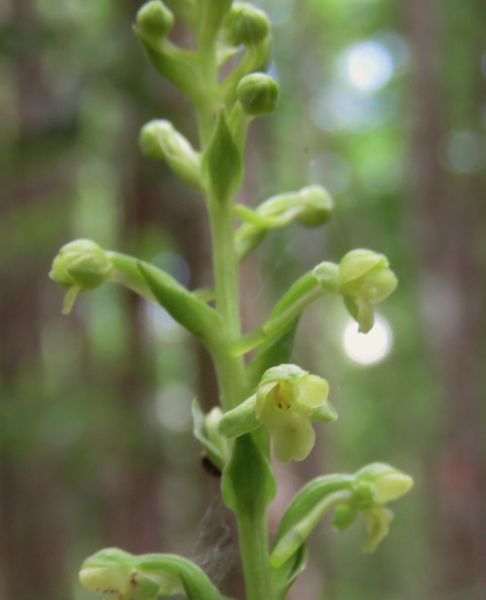 Platanthera flava var. flava