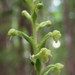 Southern Rein Orchid - Photo (c) j_appleget, some rights reserved (CC BY-NC)