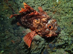 Scorpaena sumptuosa