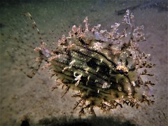 Chaetodermis penicilligerus