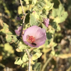 Malacothamnus aboriginum