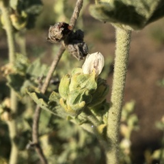 Malacothamnus aboriginum