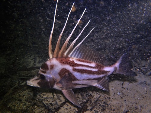 Brown-spotted boarfish (Paristiopterus gallipavo) — Pentacerotidae — 3