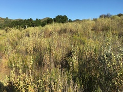 Malacothamnus aboriginum