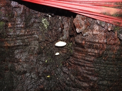 Oudemansiella mucida