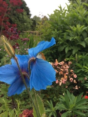 Meconopsis betonicifolia