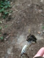 Agaricus endoxanthus
