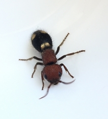 Mutilla quinquemaculata