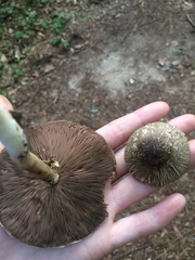 Agaricus endoxanthus