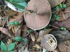 Agaricus endoxanthus