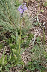 Veronica gentianoides