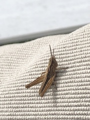 Chorthippus brunneus