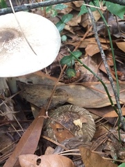 Agaricus endoxanthus