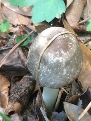 Agaricus endoxanthus
