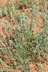 Chenopodium desiccatum leptophylloides