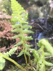 Phegopteris connectilis
