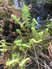 Phegopteris connectilis