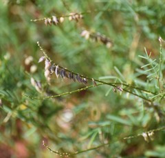 Astragalus gracilis