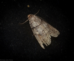 Calathusa hypotherma