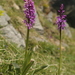 Orchis × loreziana kisslingii - Photo (c) Stefan Gey, some rights reserved (CC BY-NC), uploaded by Stefan Gey