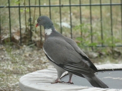 Columba palumbus