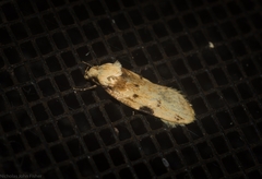 Elaeonoma deltacostamela