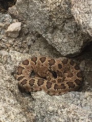Crotalus stephensi