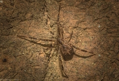 Janula bicornis