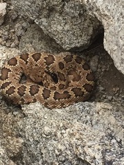 Crotalus stephensi