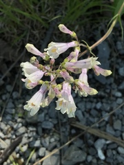 Penstemon hirsutus